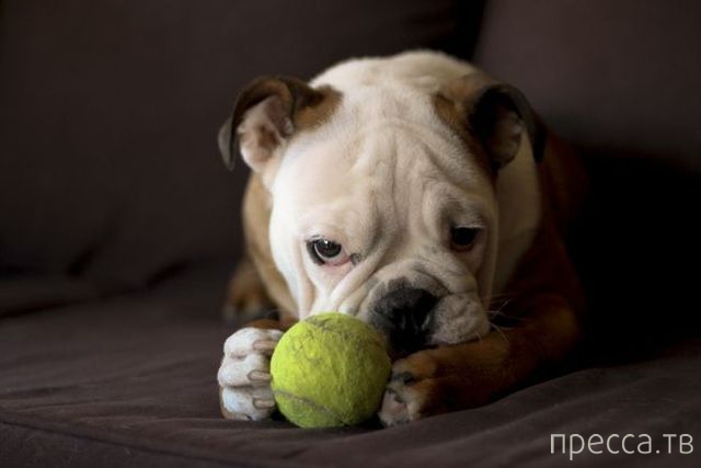 ����� �������� - �������� ��������, ����� 8 (53 ����)