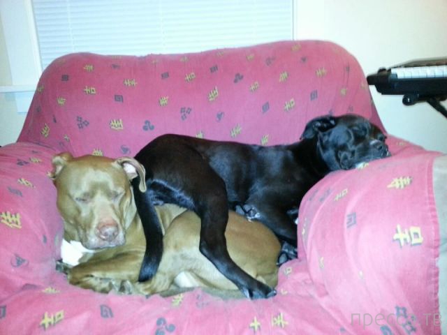 ����� �������� - �������� ��������, ����� 8 (53 ����)