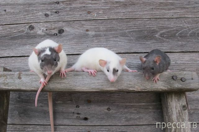 ����� �������� - �������� ��������, ����� 8 (53 ����)