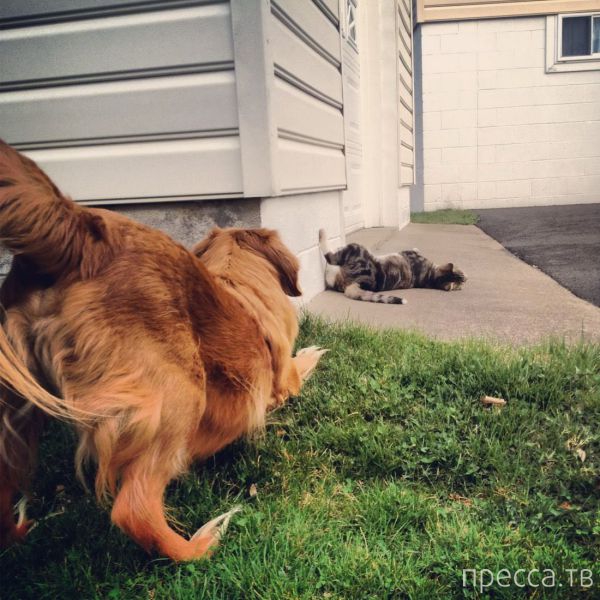 ����� �������� - �������� ��������, ����� 8 (53 ����)