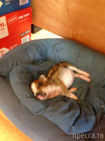 ����� �������� - �������� ��������, ����� 8 (53 ����)