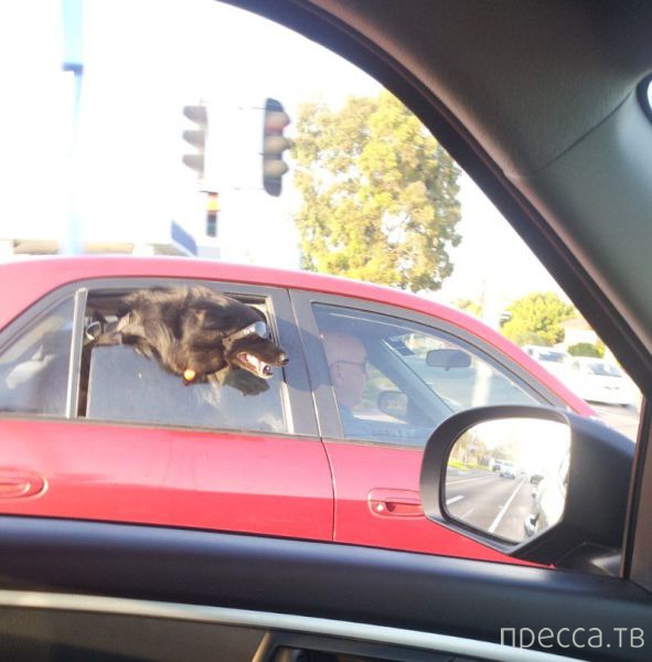 ����� �������� - �������� ��������, ����� 8 (53 ����)