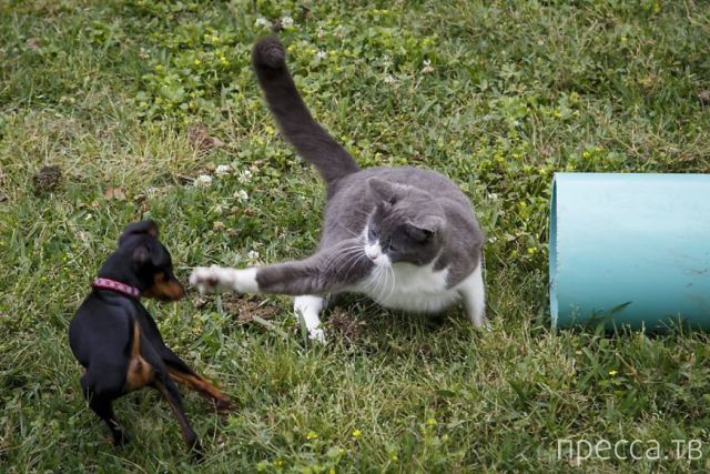 ����� �������� - �������� ��������, ����� 8 (53 ����)