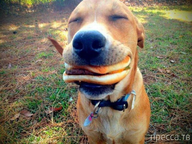 ����� �������� - �������� ��������, ����� 8 (53 ����)