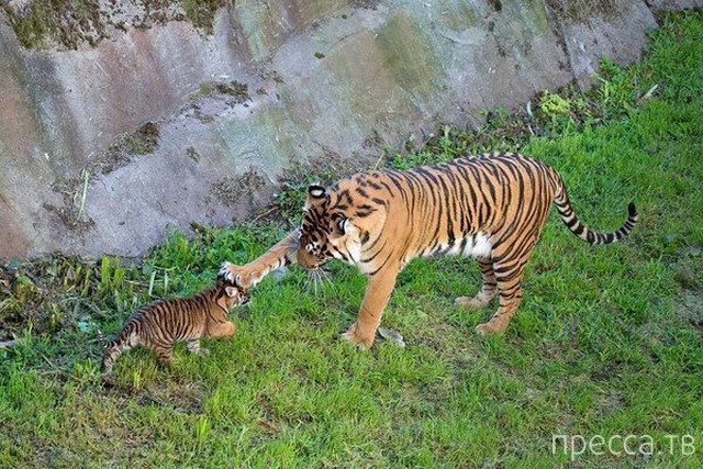 ����� �������� - �������� ��������, ����� 8 (53 ����)