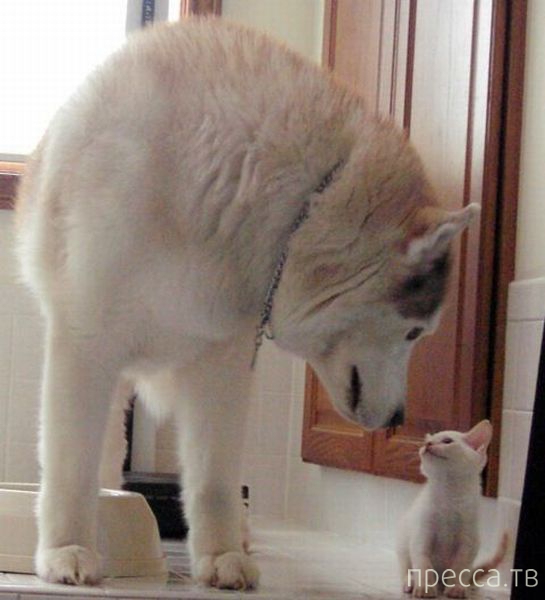 ����� �������� - �������� ��������, ����� 8 (53 ����)