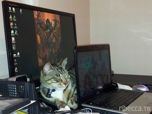 ����� �������� - �������� ��������, ����� 8 (53 ����)