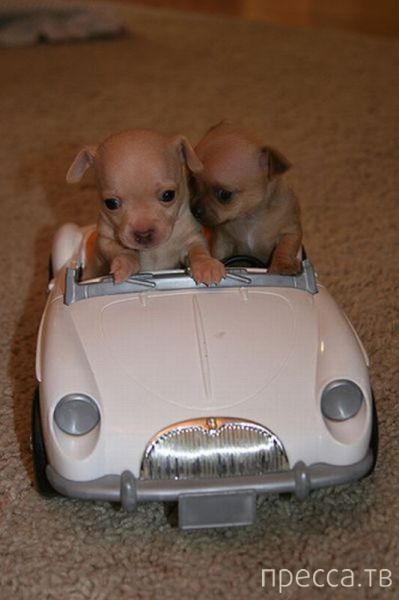 ����� �������� - �������� ��������, ����� 8 (53 ����)