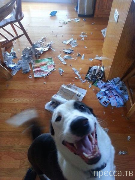 ����� �������� - �������� ��������, ����� 8 (53 ����)