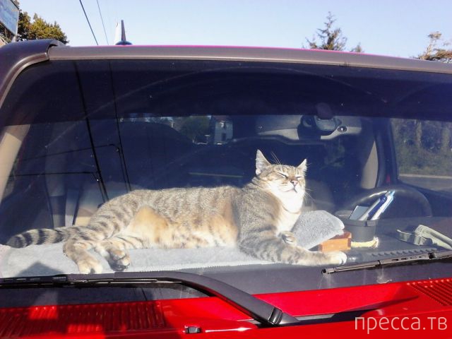 ����� �������� - �������� ��������, ����� 8 (53 ����)