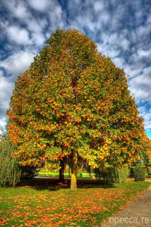 Le Rosey (�� ����) - ����������� ������� �����-��������, ���� ����������� ����������� ����� ���� ���������� ����� ����� (8 ����)