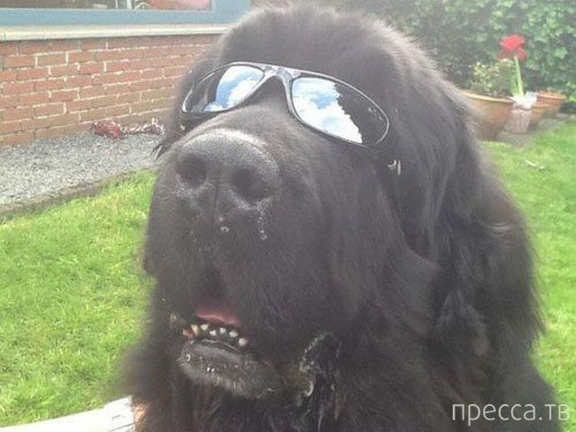 ����� �������� - �������� ��������, ����� 9 (52 ����)