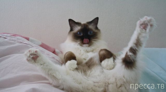 ����� �������� - �������� ��������, ����� 9 (52 ����)