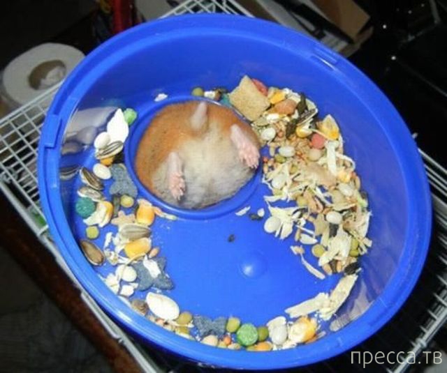 ����� �������� - �������� ��������, ����� 9 (52 ����)