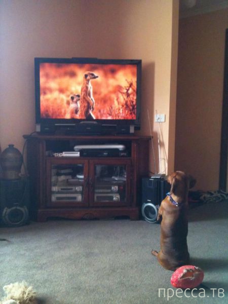 ����� �������� - �������� ��������, ����� 9 (52 ����)