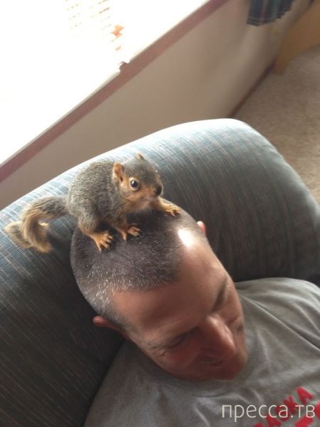 ����� �������� - �������� ��������, ����� 9 (52 ����)