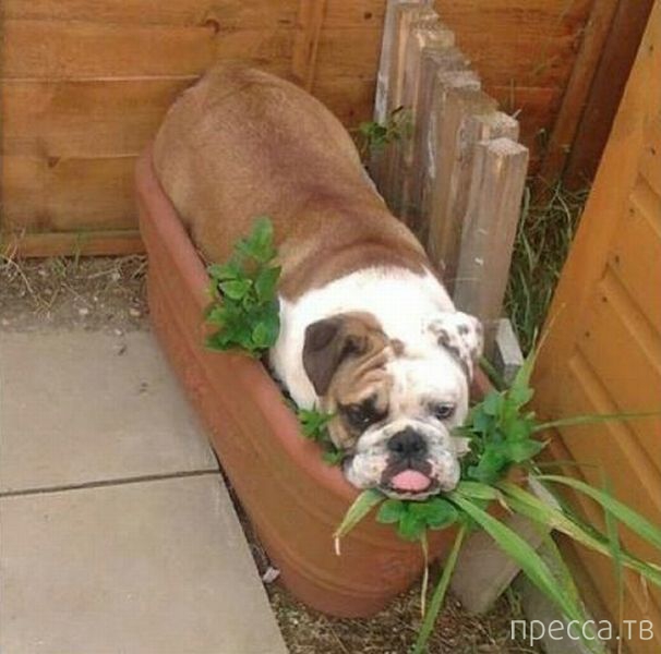 ����� �������� - �������� ��������, ����� 9 (52 ����)