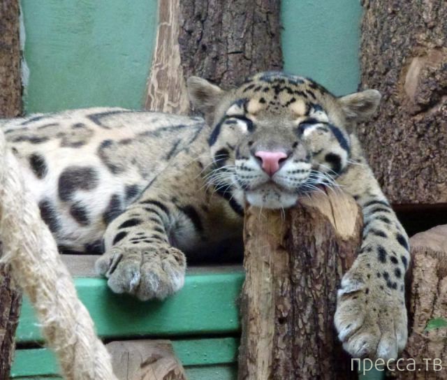 ����� �������� - �������� ��������, ����� 9 (52 ����)