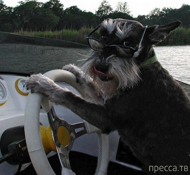 ����� �������� - �������� ��������, ����� 9 (52 ����)