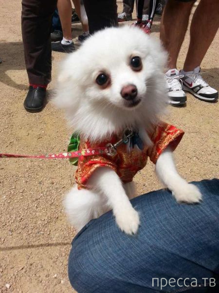 ����� �������� - �������� ��������, ����� 9 (52 ����)