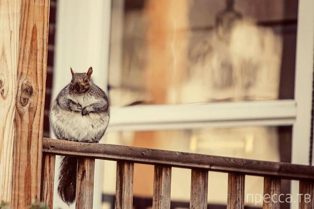 ����� �������� - �������� ��������, ����� 9 (52 ����)