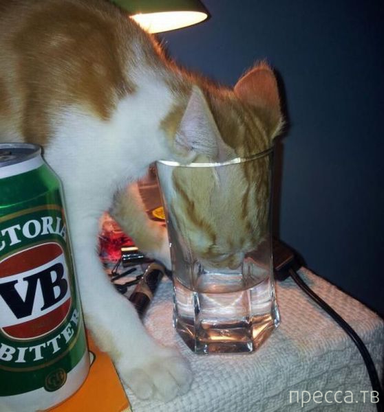 ����� �������� - �������� ��������, ����� 9 (52 ����)