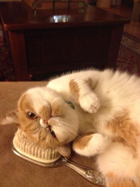 ����� �������� - �������� ��������, ����� 9 (52 ����)