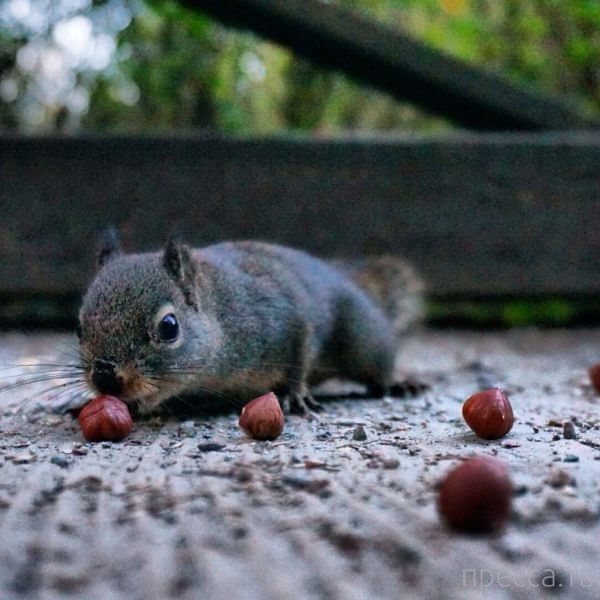 ����� �������� - �������� ��������, ����� 9 (52 ����)