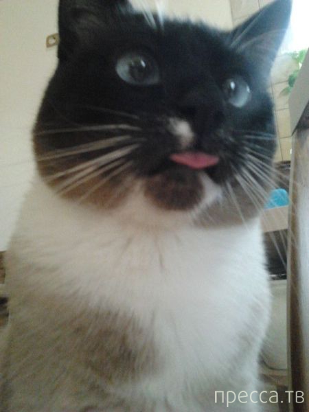 ����� �������� - �������� ��������, ����� 9 (52 ����)