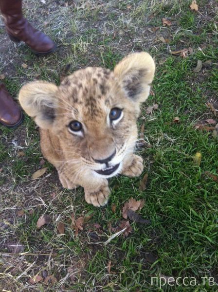 ����� �������� - �������� ��������, ����� 9 (52 ����)