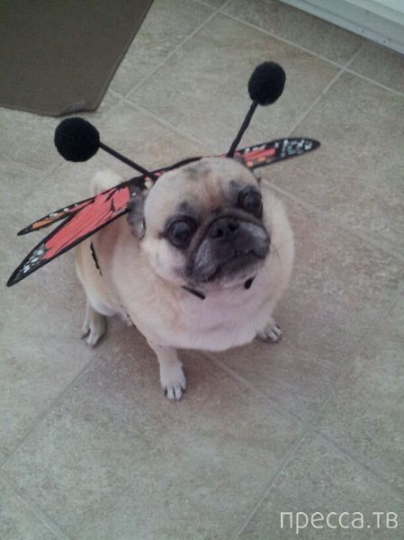 ����� �������� - �������� ��������, ����� 9 (52 ����)