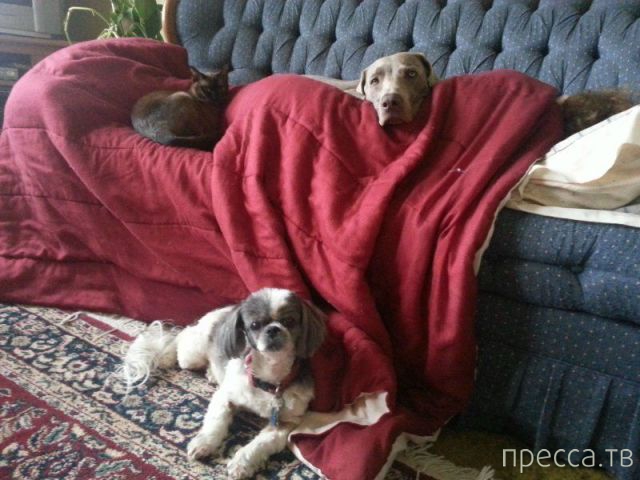 ����� �������� - �������� ��������, ����� 9 (52 ����)