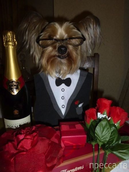 ����� �������� - �������� ��������, ����� 9 (52 ����)