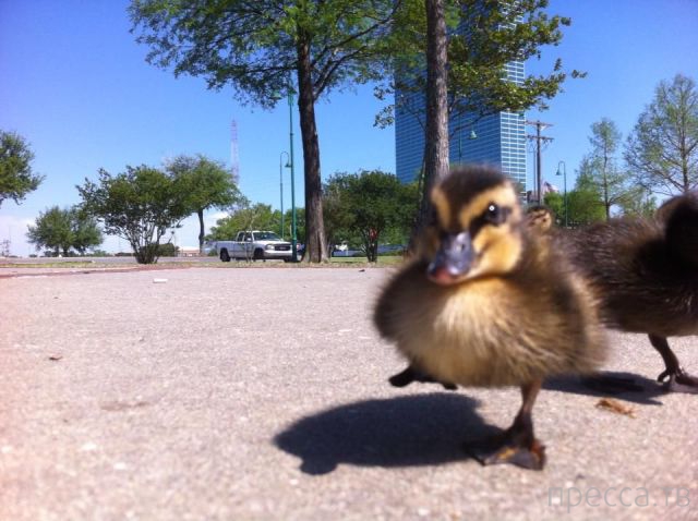 ����� �������� - �������� ��������, ����� 9 (52 ����)