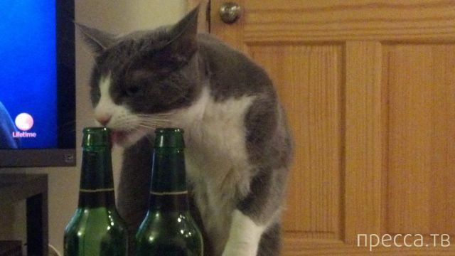 ����� �������� - �������� ��������, ����� 9 (52 ����)