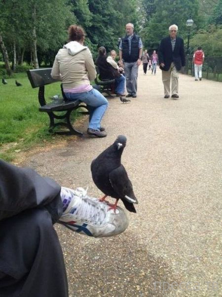 ����� �������� - �������� ��������, ����� 9 (52 ����)