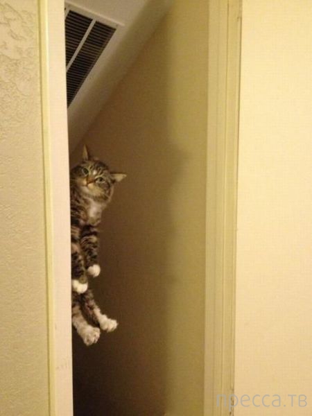 ����� �������� - �������� ��������, ����� 9 (52 ����)