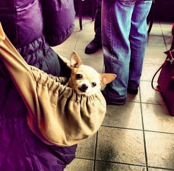 ����� �������� - �������� ��������, ����� 9 (52 ����)