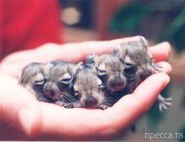 ����� �������� - �������� ��������, ����� 9 (52 ����)