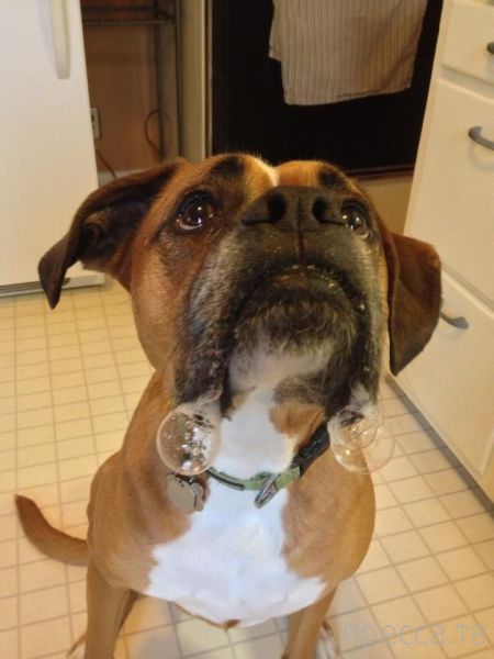 ����� �������� - �������� ��������, ����� 9 (52 ����)