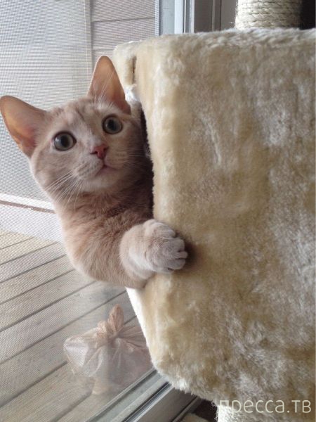 ����� �������� - �������� ��������, ����� 9 (52 ����)