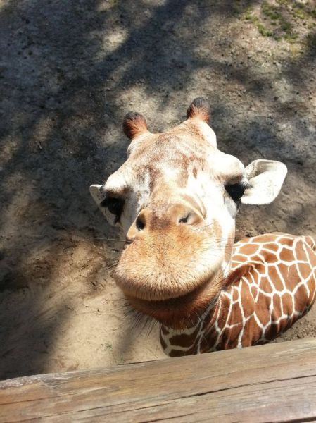 ����� �������� - �������� ��������, ����� 9 (52 ����)