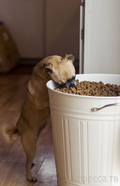 ����� �������� - �������� ��������, ����� 9 (52 ����)