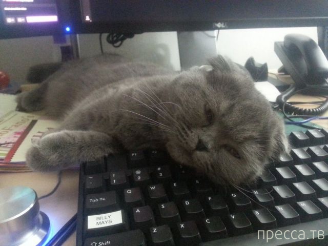 ����� �������� - �������� ��������, ����� 9 (52 ����)