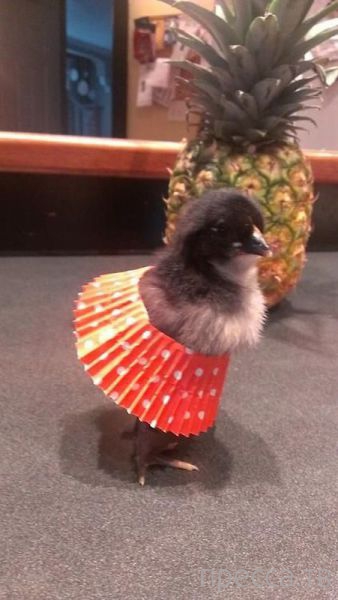 ����� �������� - �������� ��������, ����� 9 (52 ����)