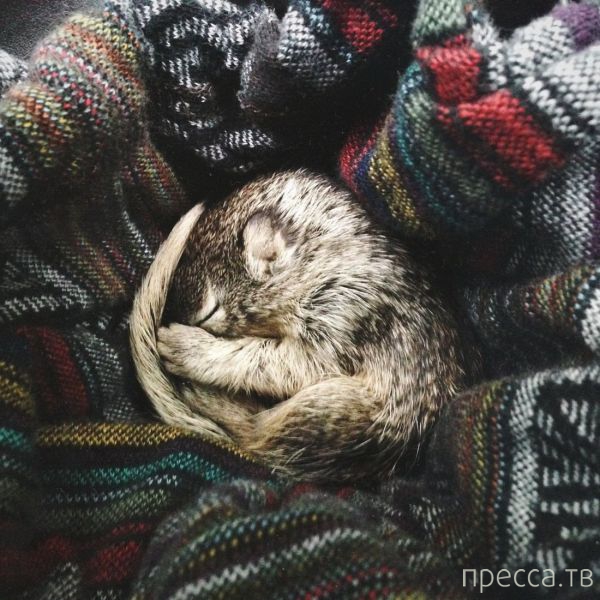 ����� �������� - �������� ��������, ����� 9 (52 ����)