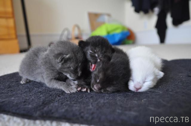 ����� �������� - �������� ��������, ����� 9 (52 ����)