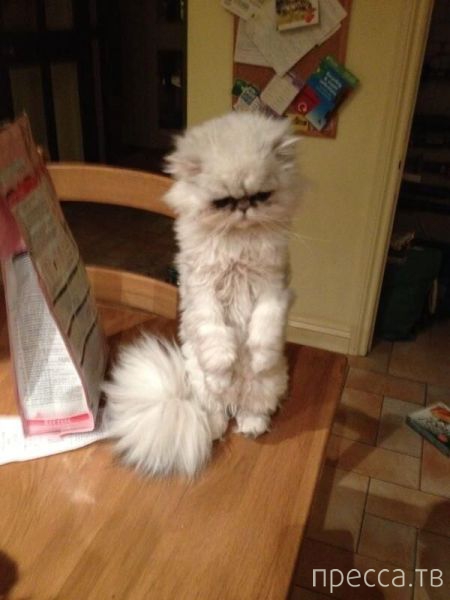 ����� �������� - �������� ��������, ����� 9 (52 ����)