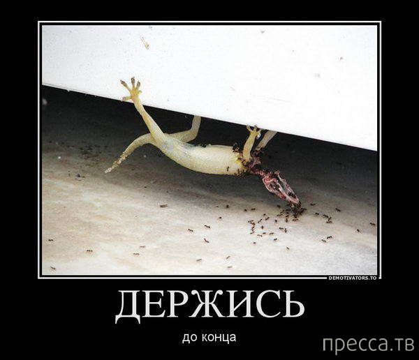 ������������ �� �������, ����� 28 (52 ����)