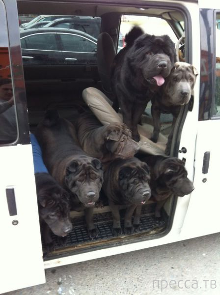 ����� �������� - �������� ��������, ����� 10 (44 ����)